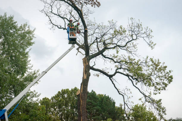 Reliable Albany, TX  Tree Services Solutions